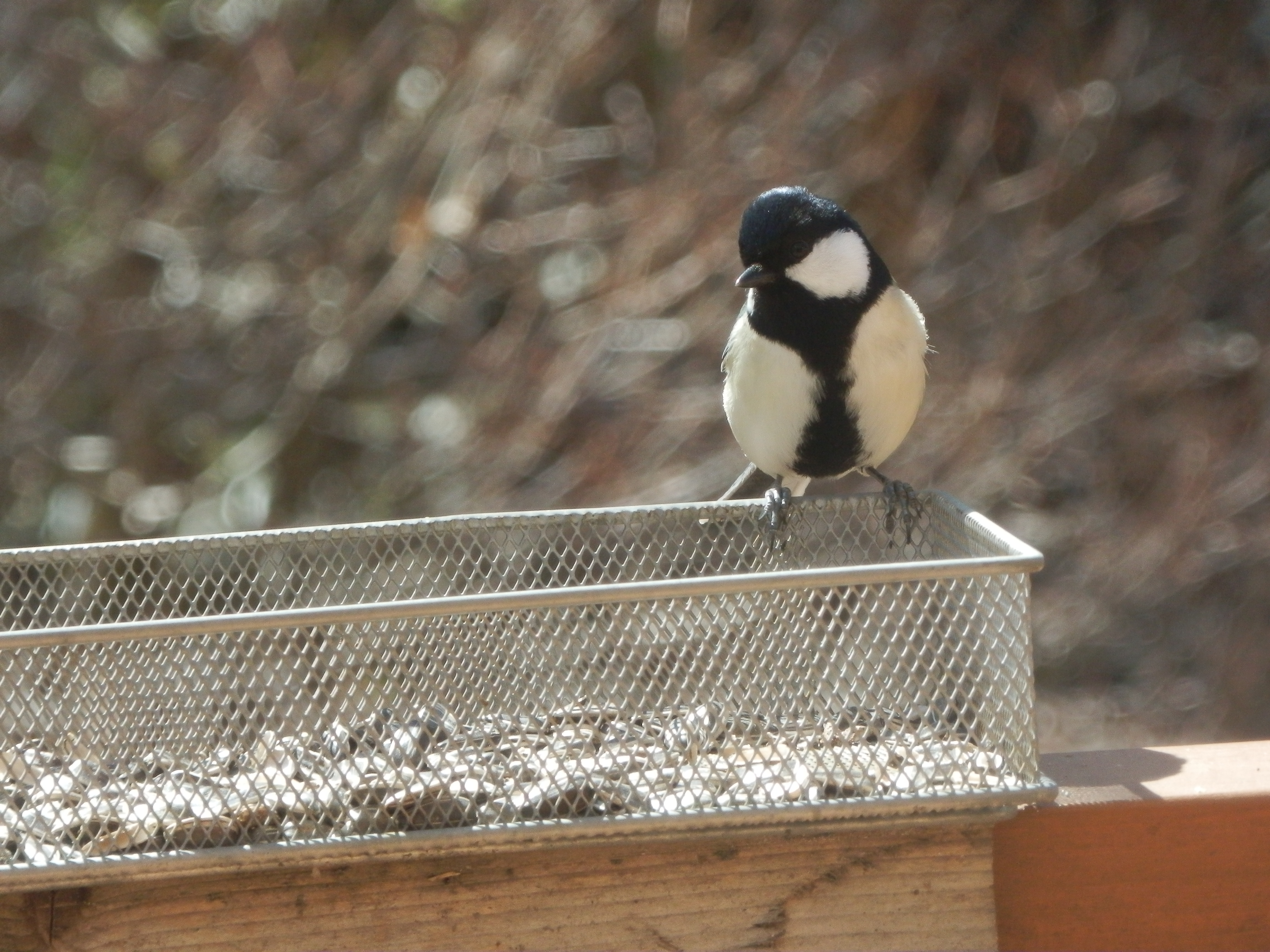 野鳥シジュウガラ1