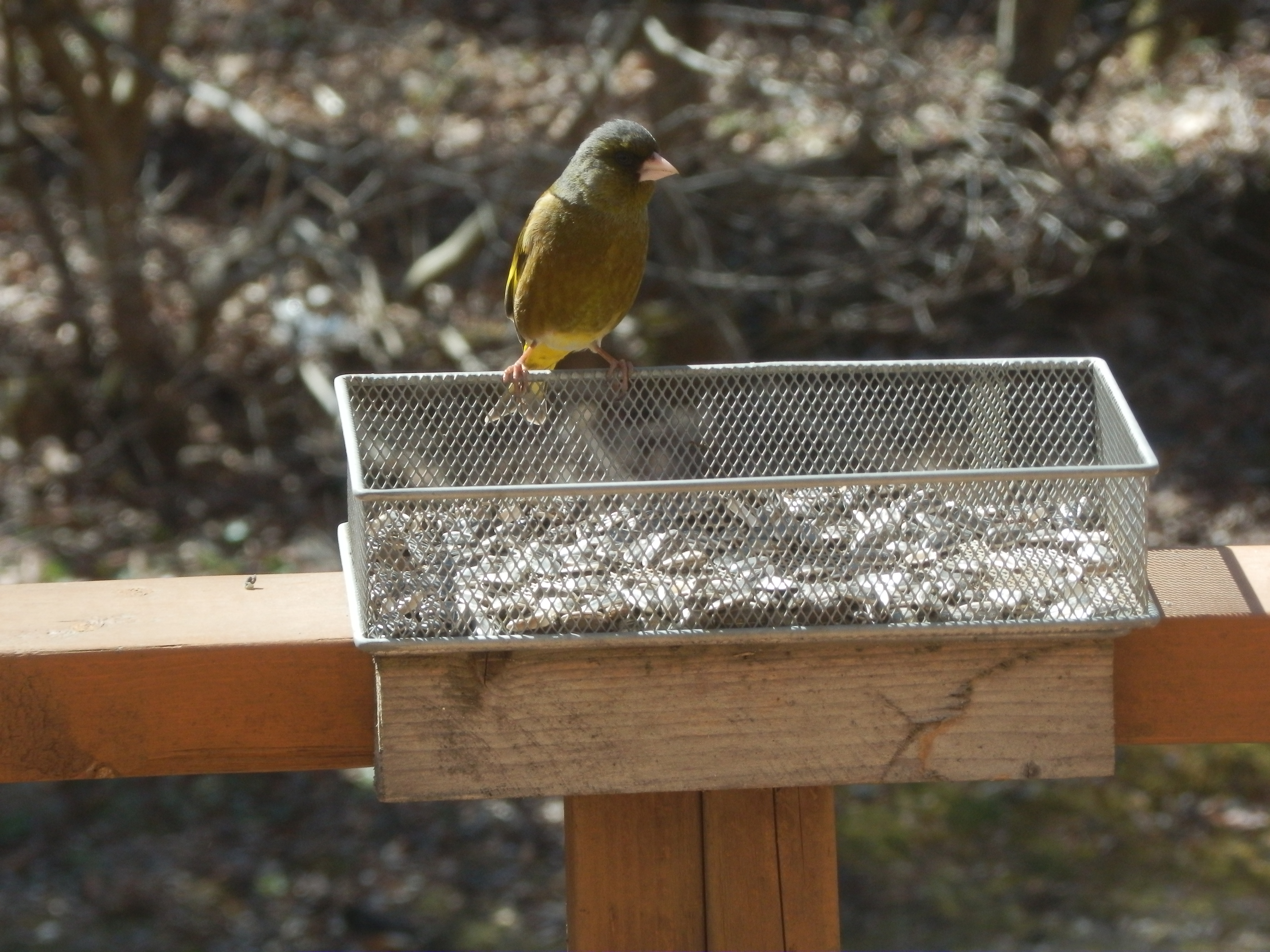 野鳥カワラヒワ1