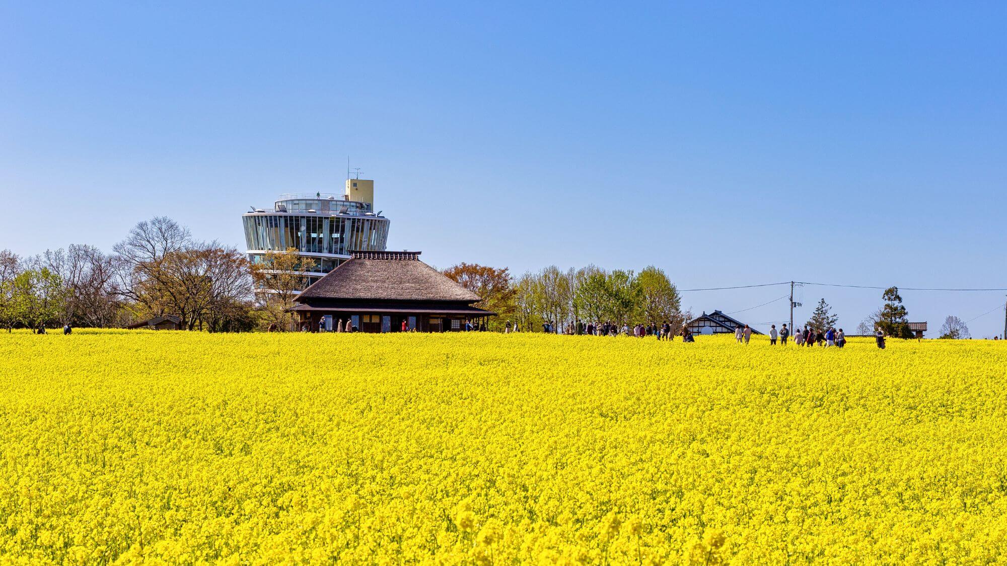【福島潟】お車15分。春には一面の菜の花畑の絶景が楽しめます！