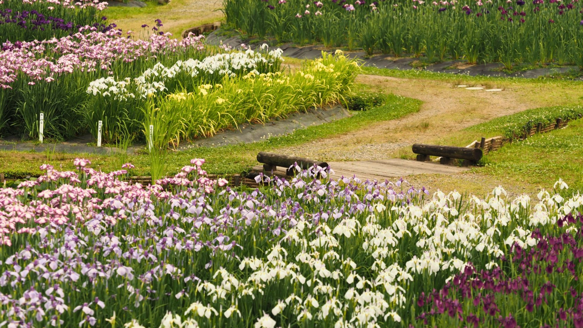 【五十公野公園あやめ公園】初夏のあやめ公園は満開のあやめを見ることができます。当館よりお車で約14分