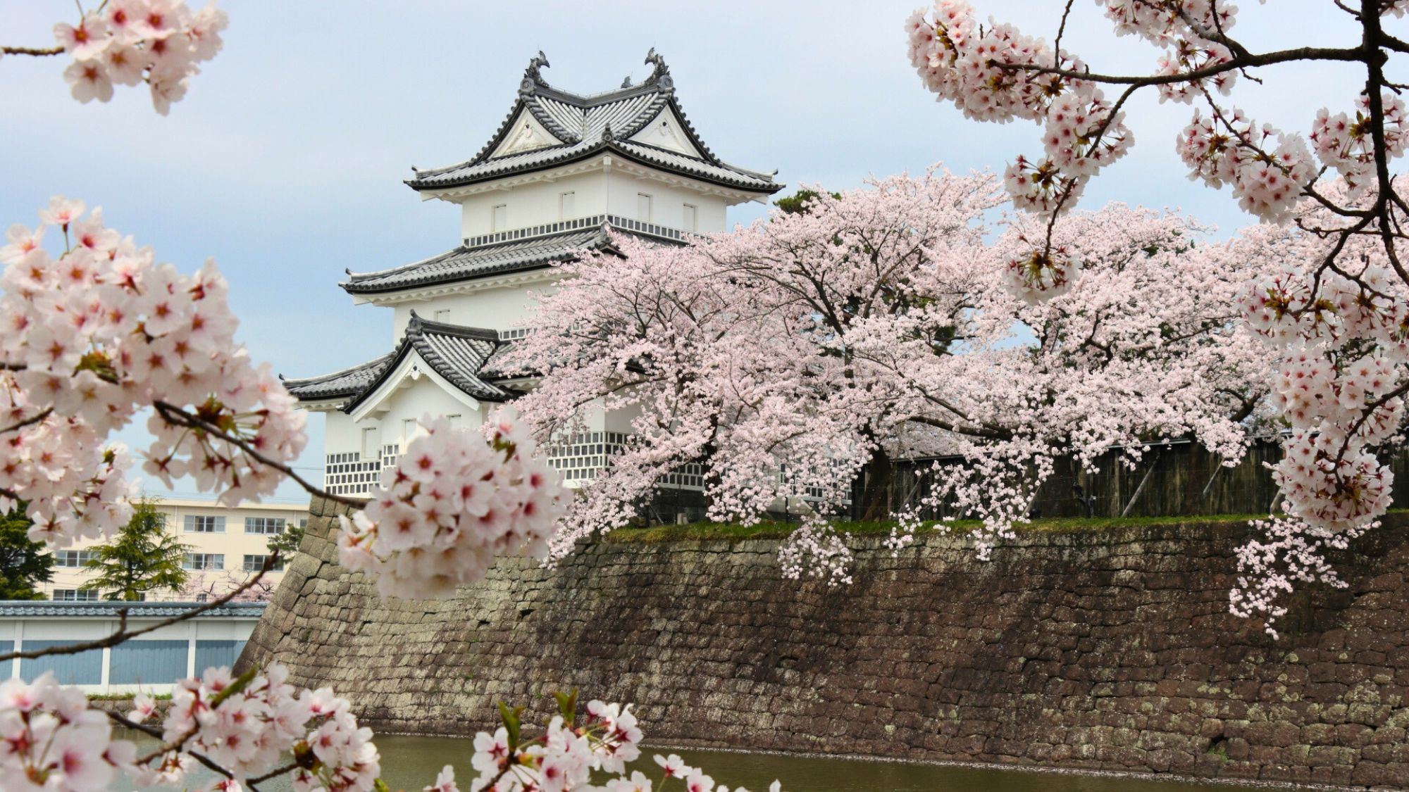 【新発田城】春の新発田城は城をバックに桜が美しく咲き誇ります。当館よりお車で約20分。