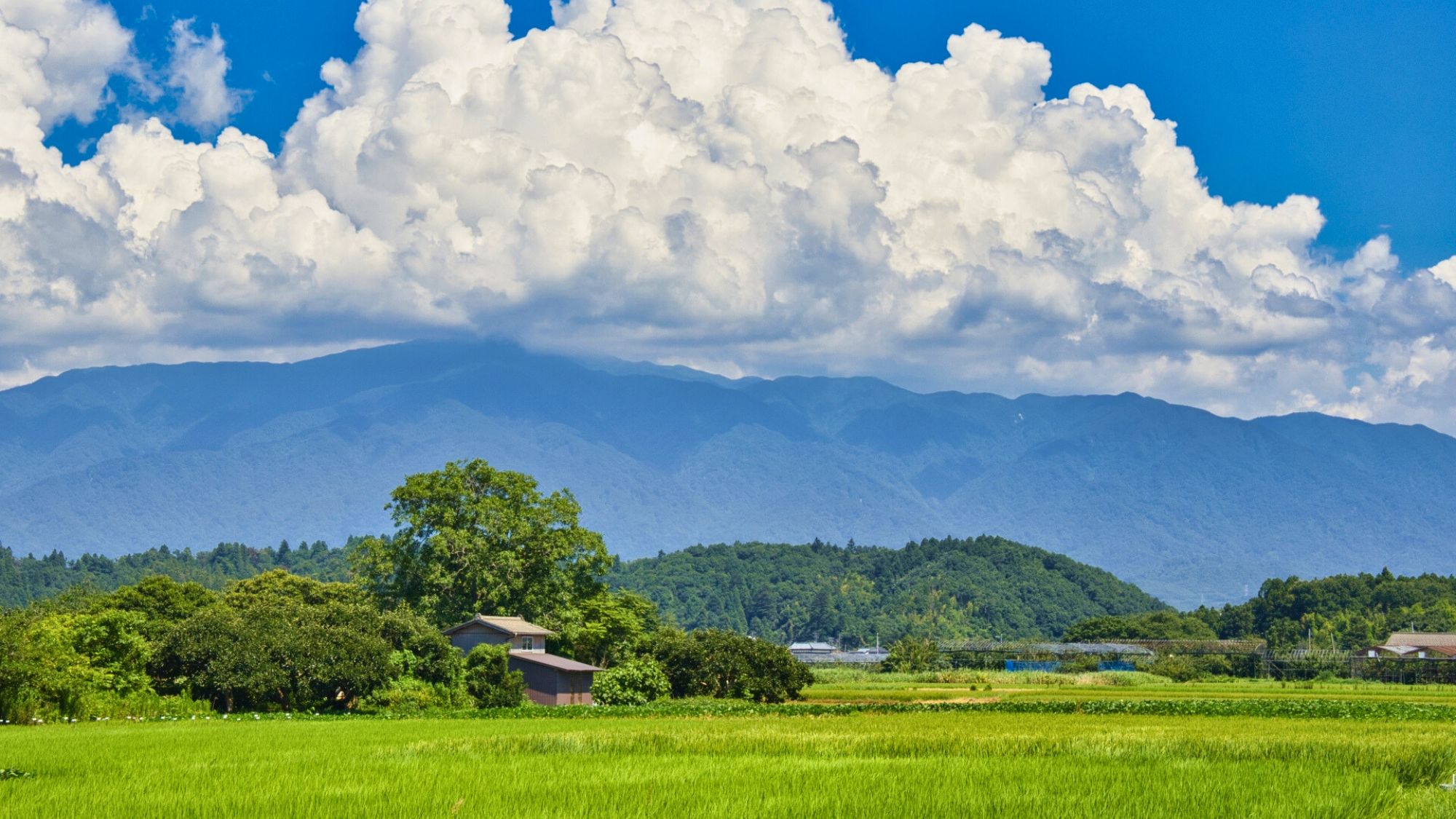 【新発田市内 田園風景】夏の新発田市内では広大な田園と山々がマッチしてのどかです。