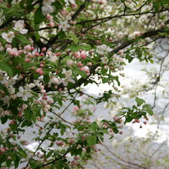 姫りんごの花・・5月