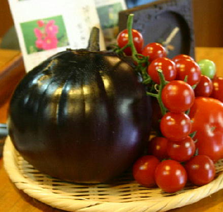 農園のおもしろい野菜たちデス・・・がまぐち茄子？！