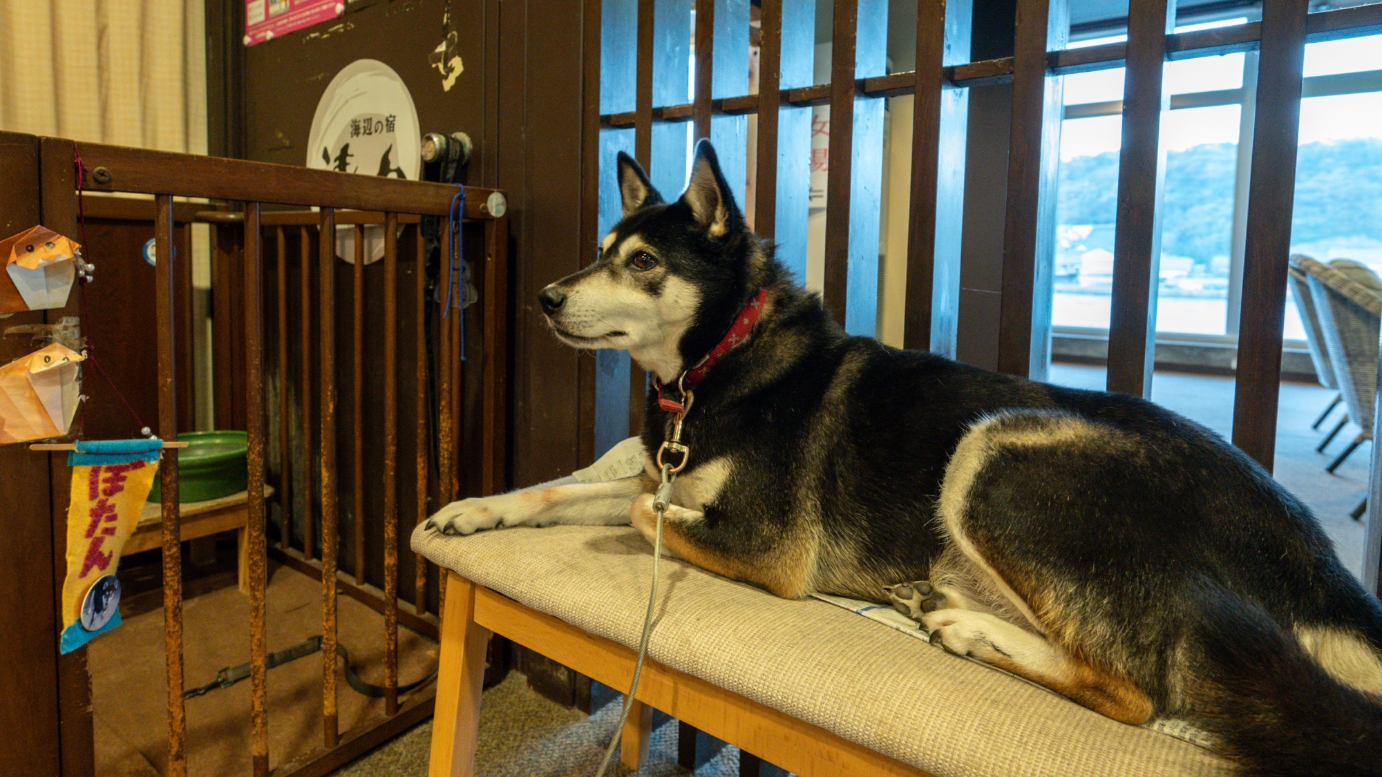 黒い毛並みが特徴の看板犬のぼたん