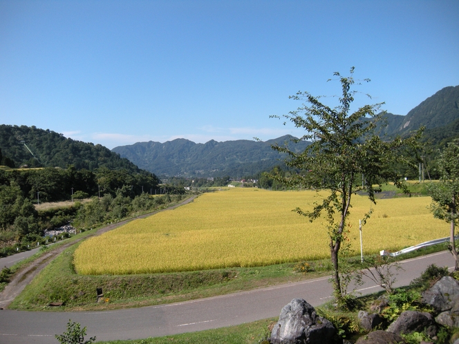 黄金色の田園風景