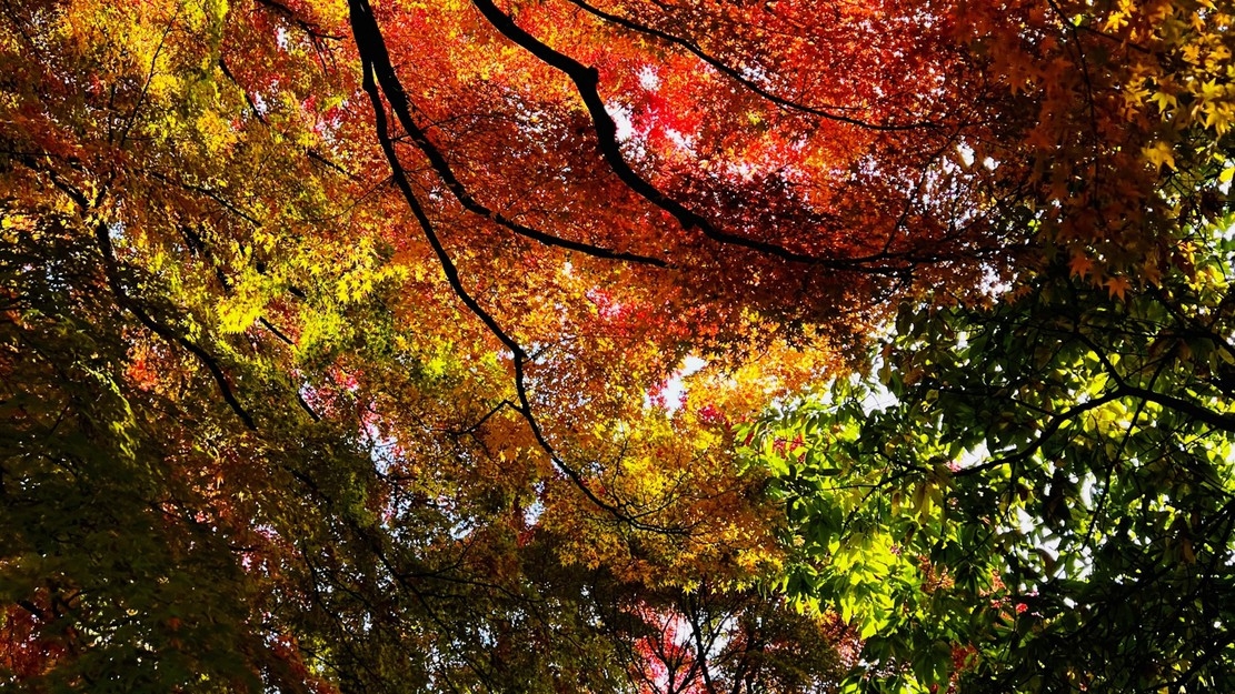 【秋冬SALE】【秋冬セール】『基本プラン』【二食付】富士河口湖紅葉まつり