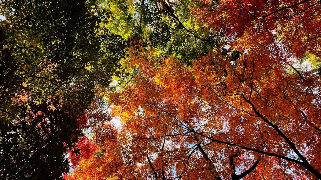 【秋冬SALE】【秋冬セール】『基本プラン』【二食付】富士河口湖紅葉まつり