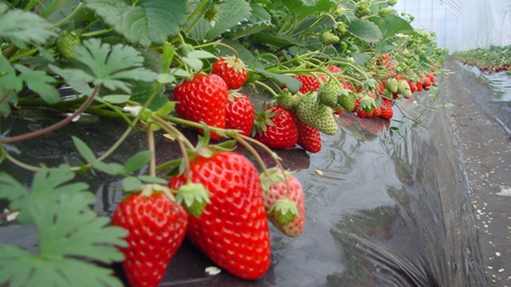 いちご狩り30分食べ放題付◆ニースディナー＆朝食付プラン！旬の味覚を堪能（2食付）