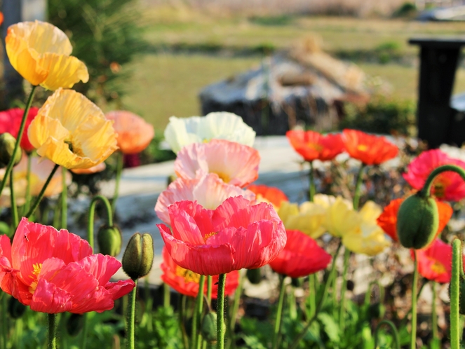 春の南房総はお花の季節♪