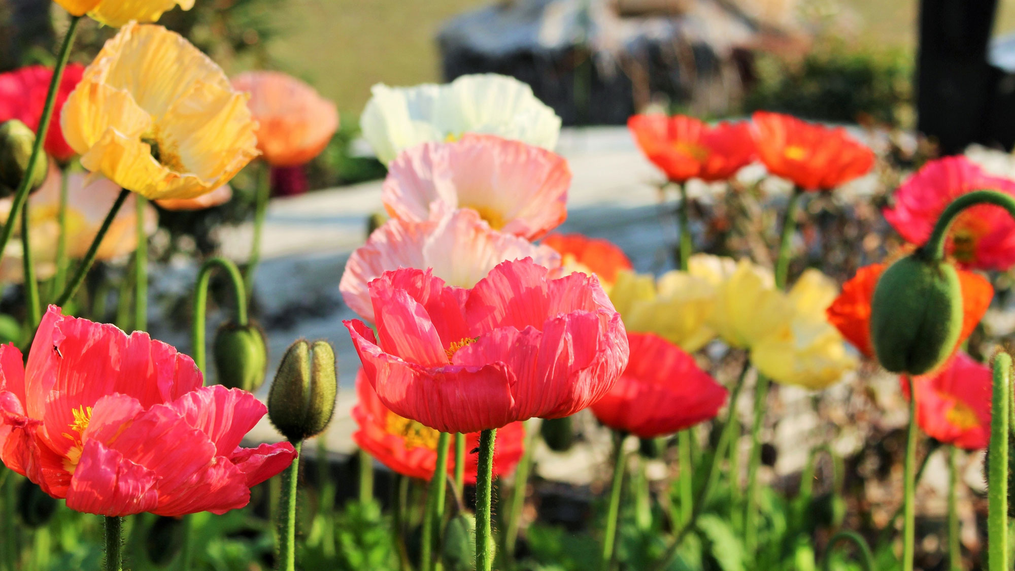 春の南房総はお花の季節♪