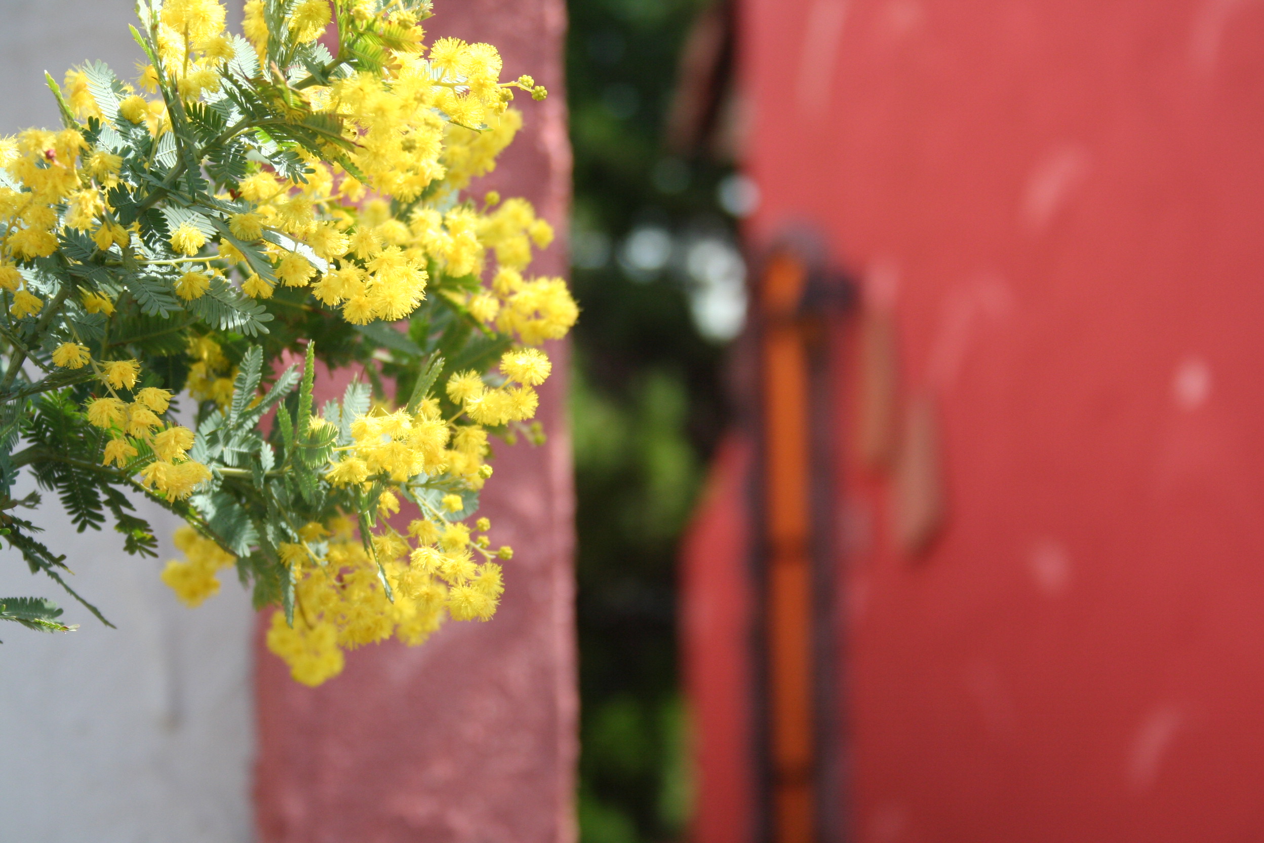露天風呂横のミモザの木。暖かい季節には黄色い花を咲かせます。
