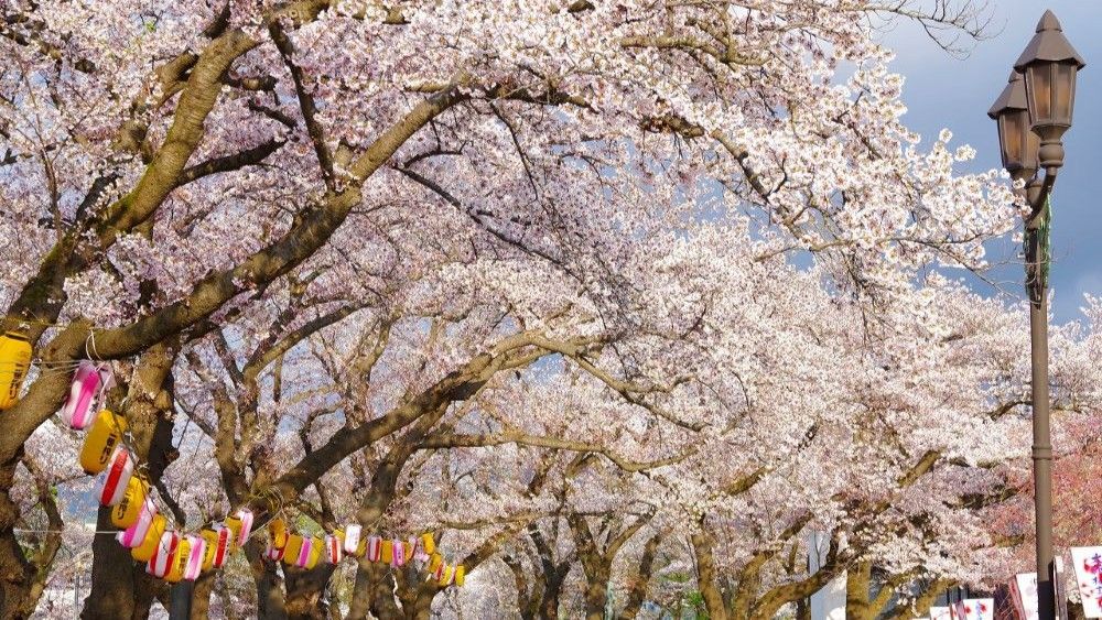 大館さくら祭り(昼)