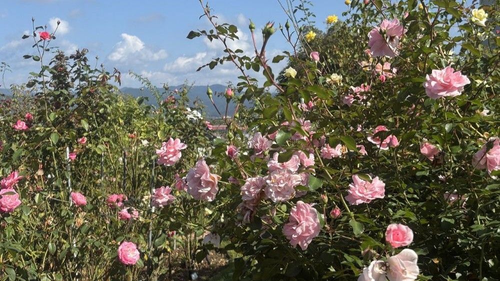 大館バラ祭り①