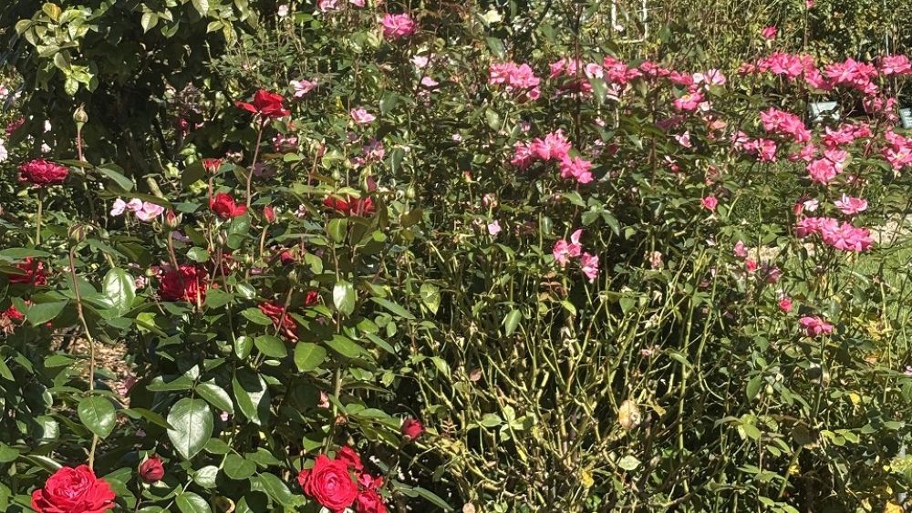 大館バラ祭り②