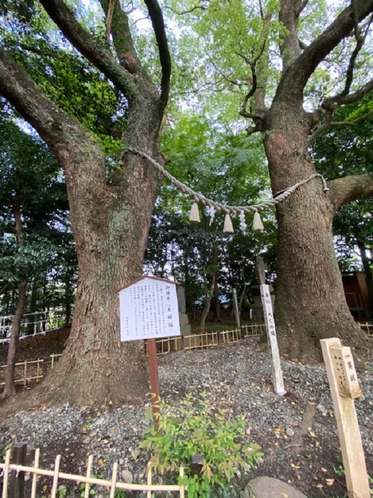 日吉神社(夫婦楠）