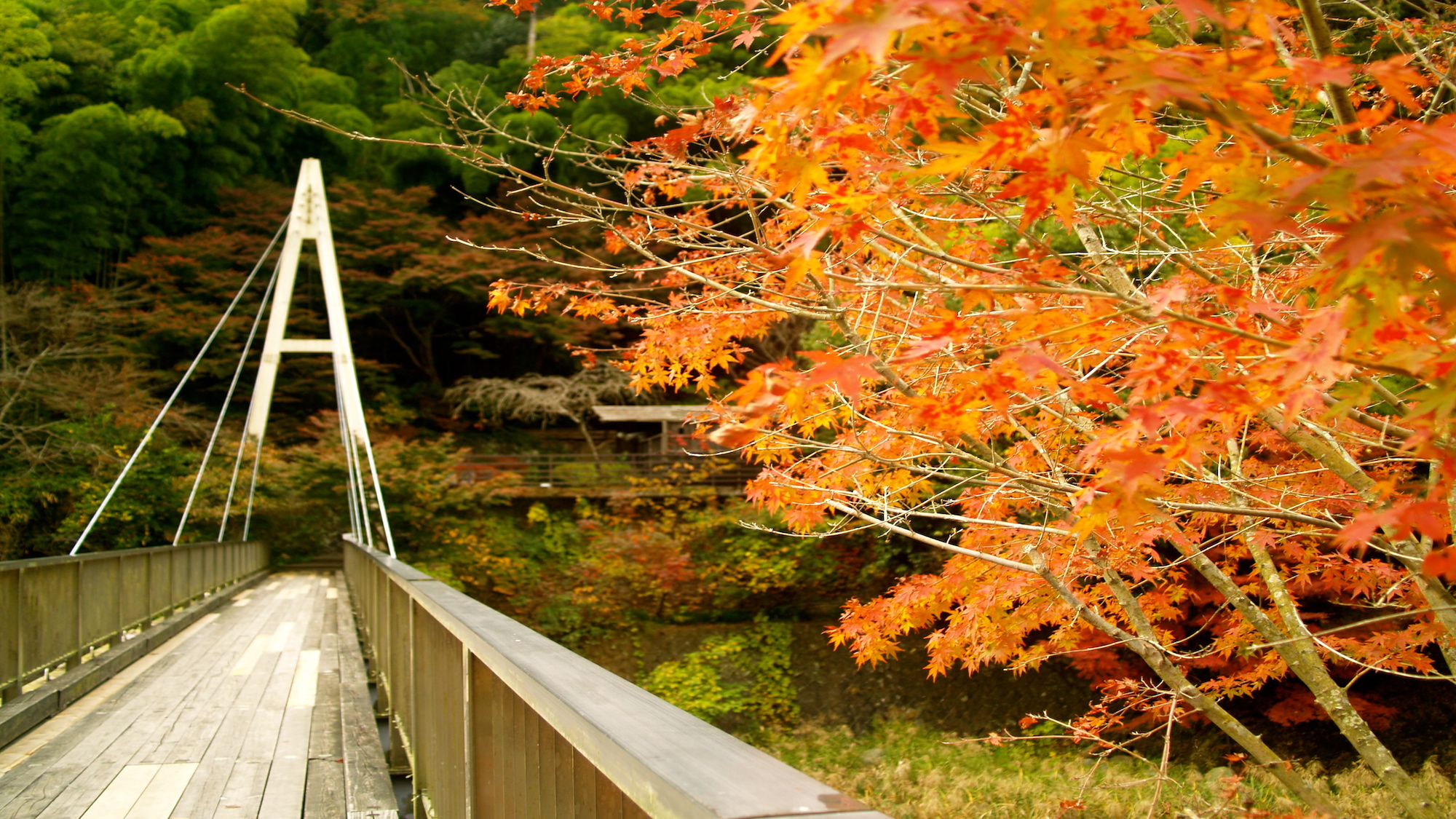 【秋】吊橋からの眺め