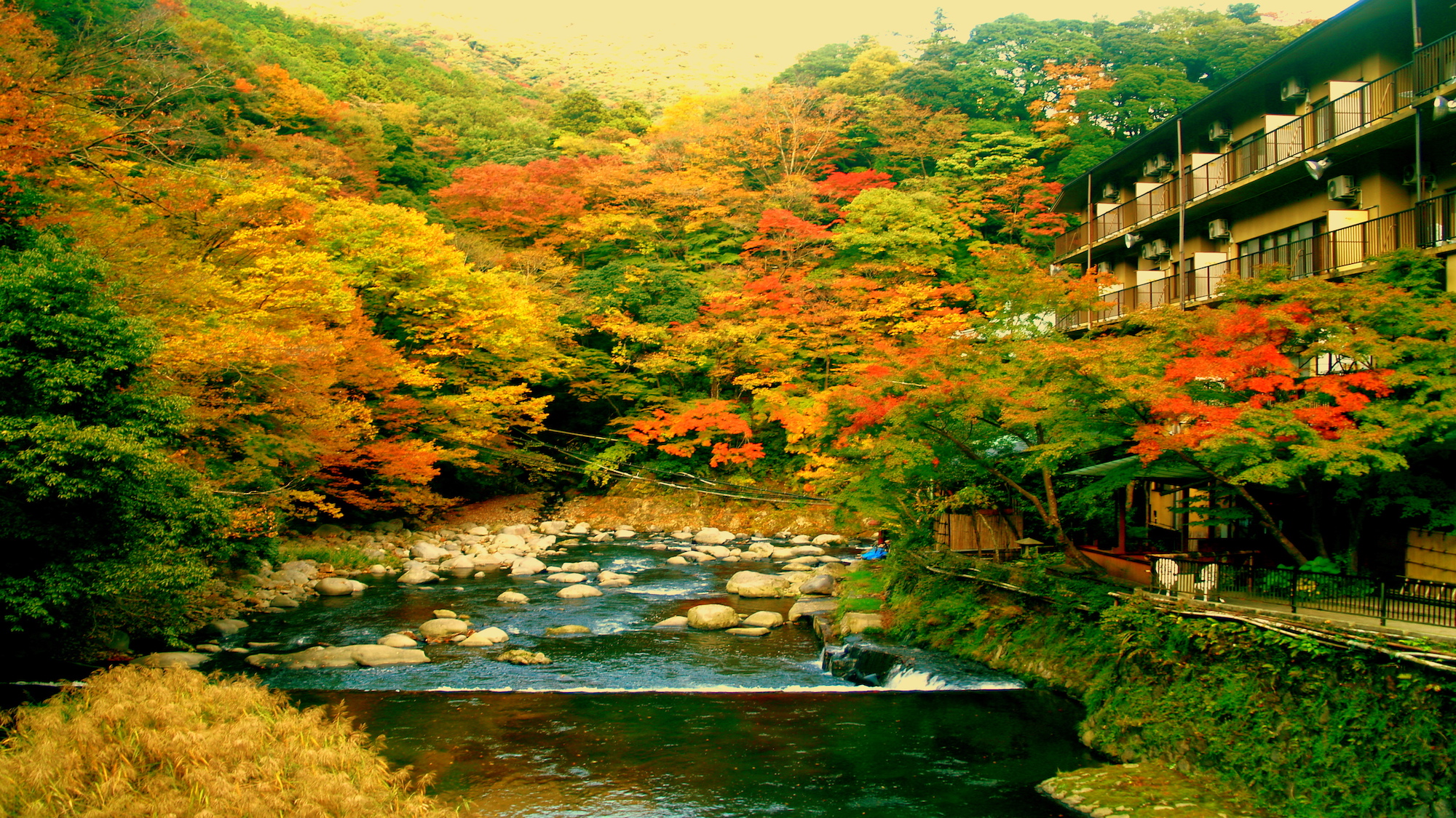【秋】渓流沿い吊橋から眺める紅葉