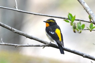 サンボア周辺の野鳥