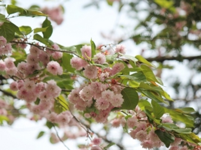かわいい八重桜