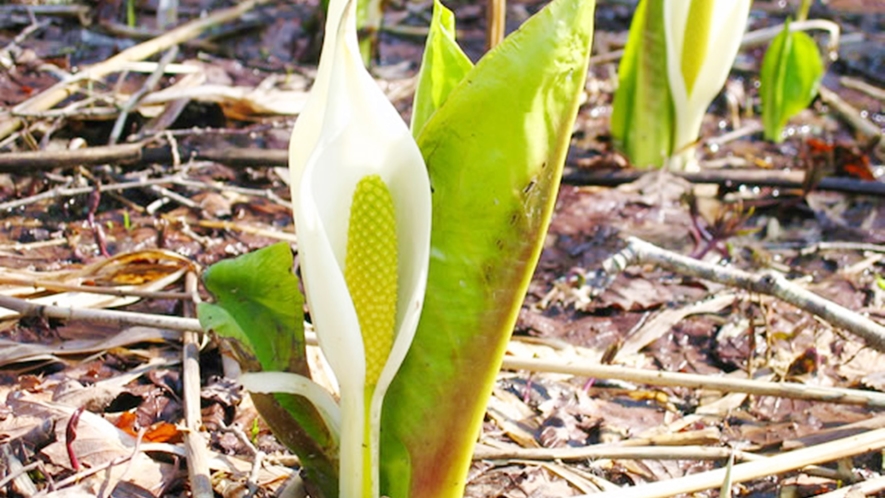 *【周辺観光】逢滝周辺には水芭蕉が咲きます（例年4月下旬頃見頃）