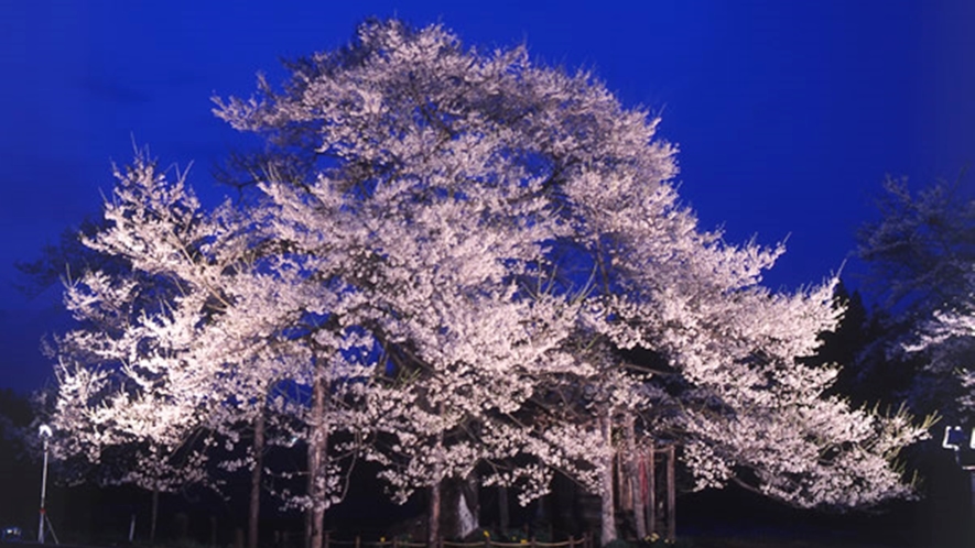 *【夜の弘法桜】例年見頃4月下旬 ～ 5月上旬！開花期間中はライトアップも行われます（車で約20分）