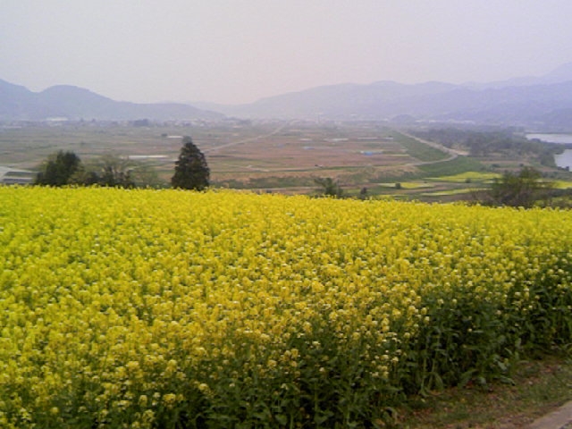 新緑と花の高原で山菜料理と富倉蕎麦を味わう