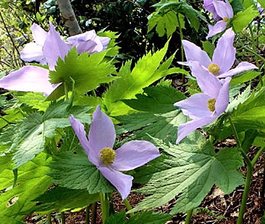 新緑と花の高原で山菜料理と富倉蕎麦を味わう