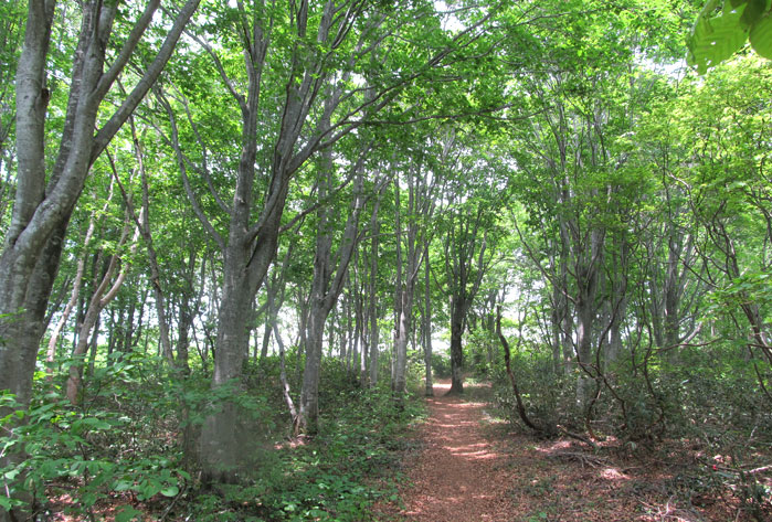 袴岳ブナのトレイル