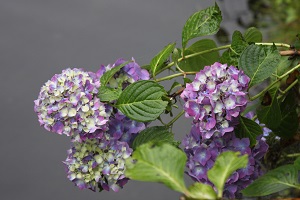 写真2