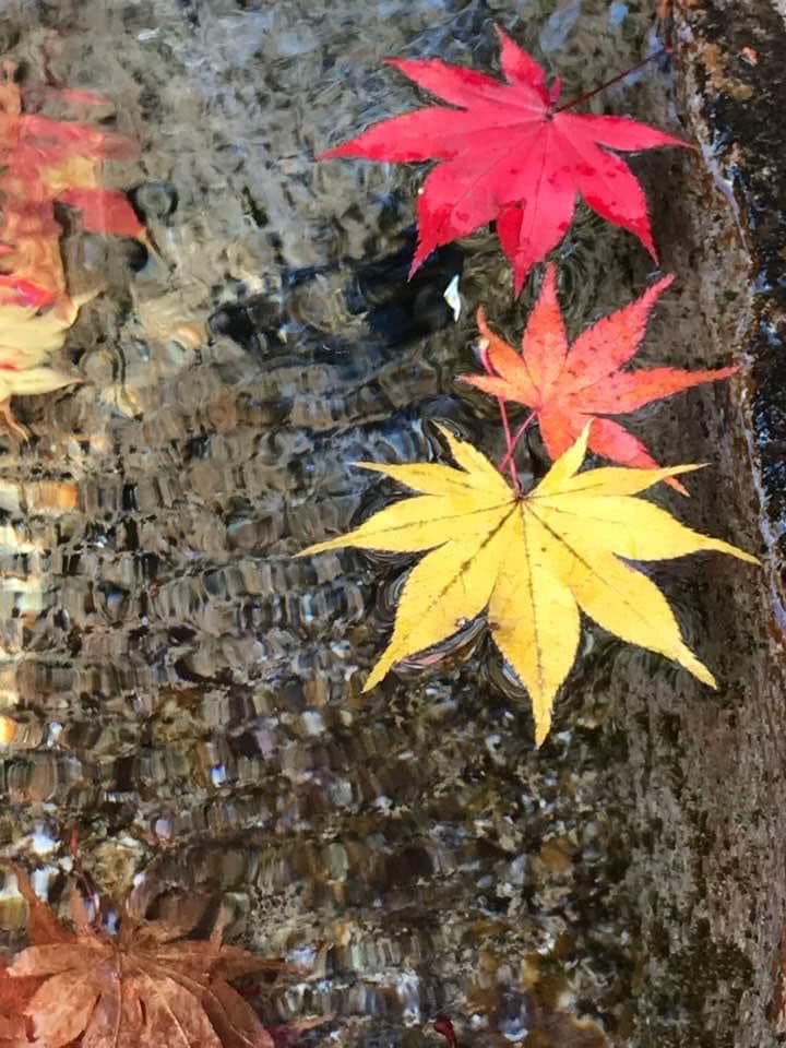 紅葉　川