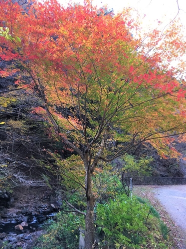 渓流沿いの紅葉