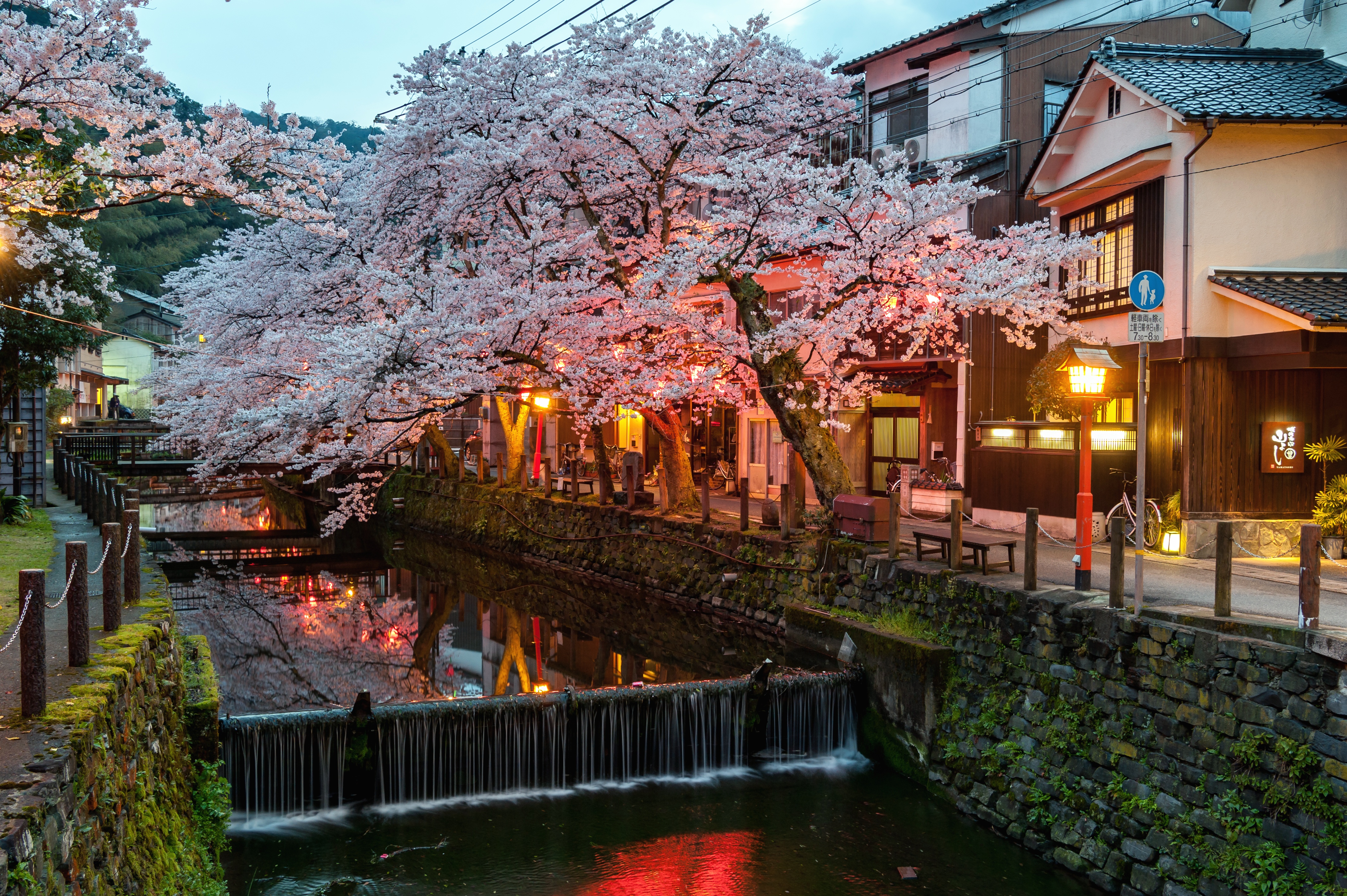 城崎温泉夜桜