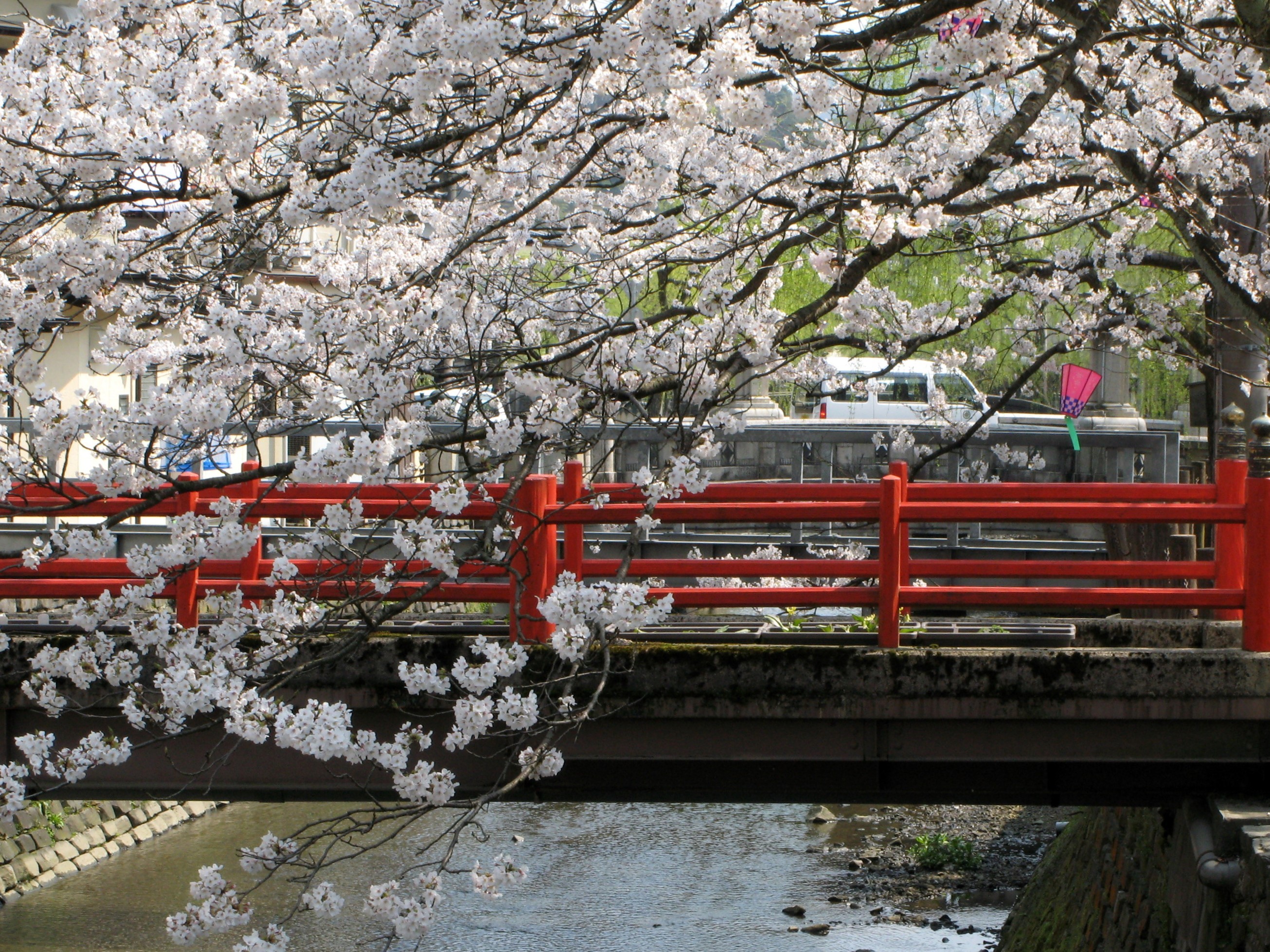 城崎温泉桜と柳