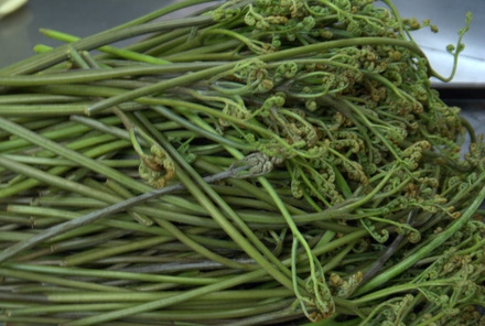 【春の味】芽吹きの飛騨　山菜天ぷら＆飛騨牛ミニステーキ季節の会席　