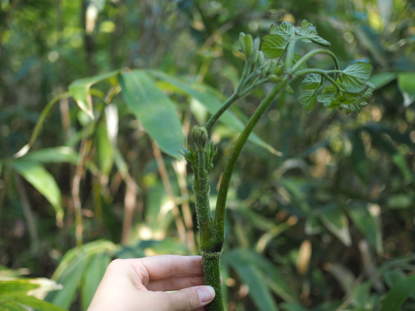 【春会席　3月中旬~5月中旬】飛騨山菜の天ぷらを楽しむ