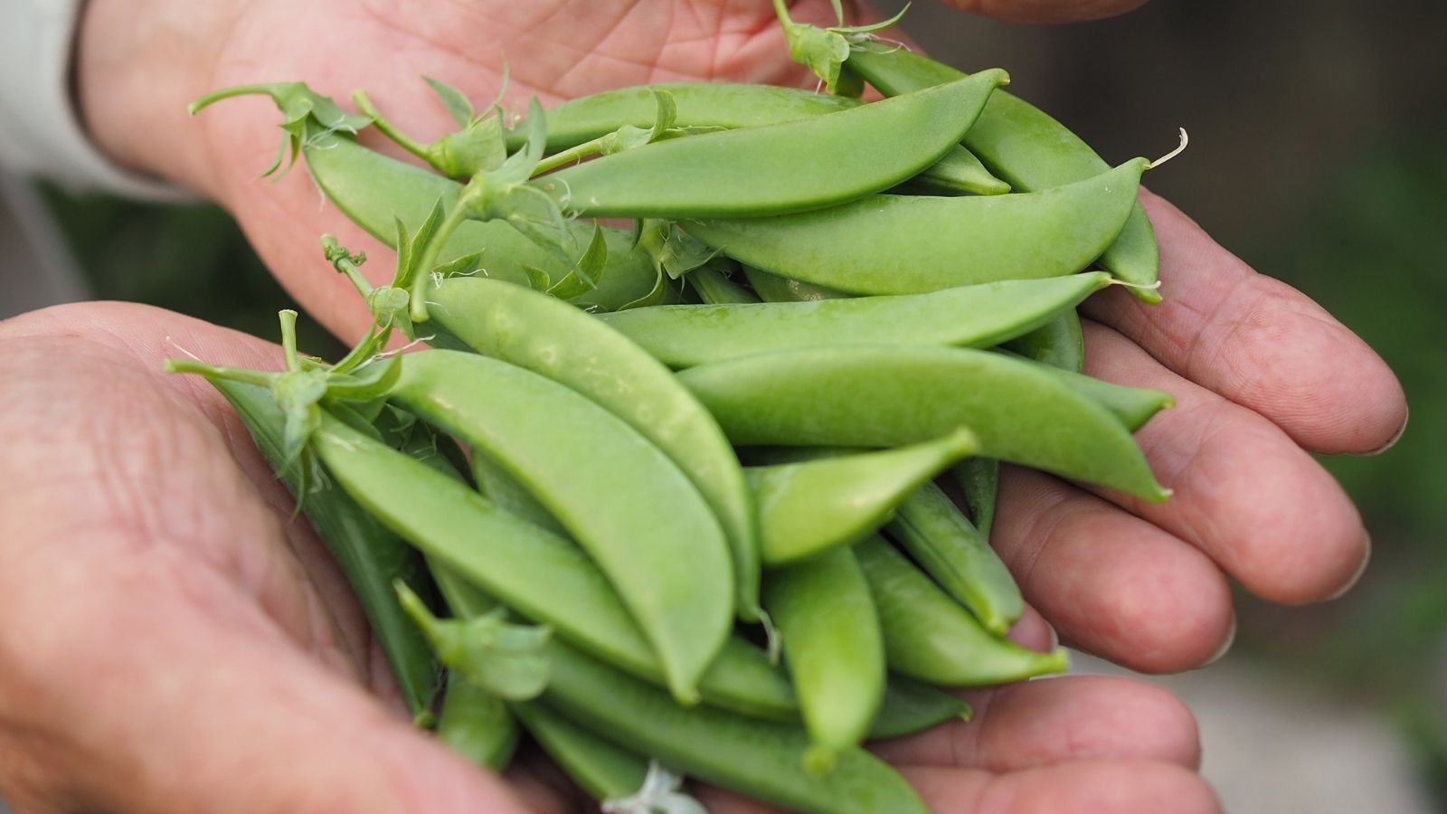新鮮なスナップエンドウ