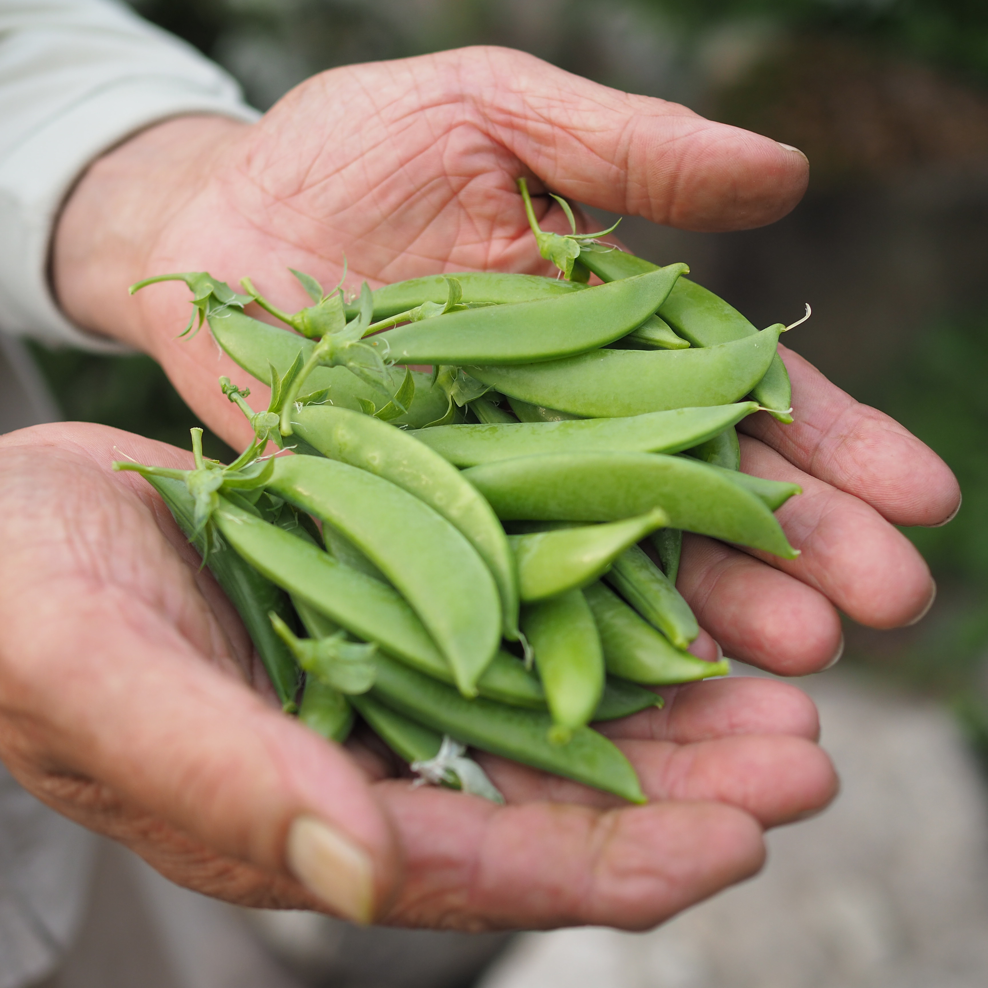 お料理　春　素材