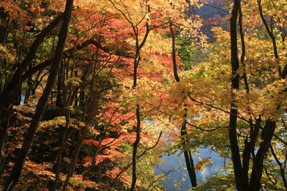 みずぎわの紅葉