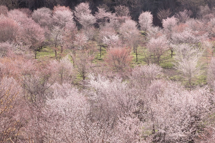 桜峠