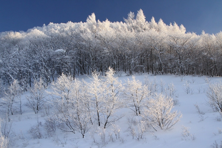 山樹氷