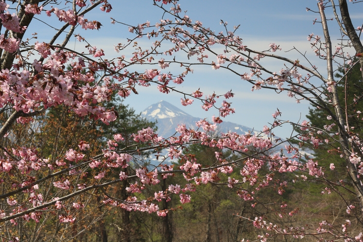 磐梯山桜1
