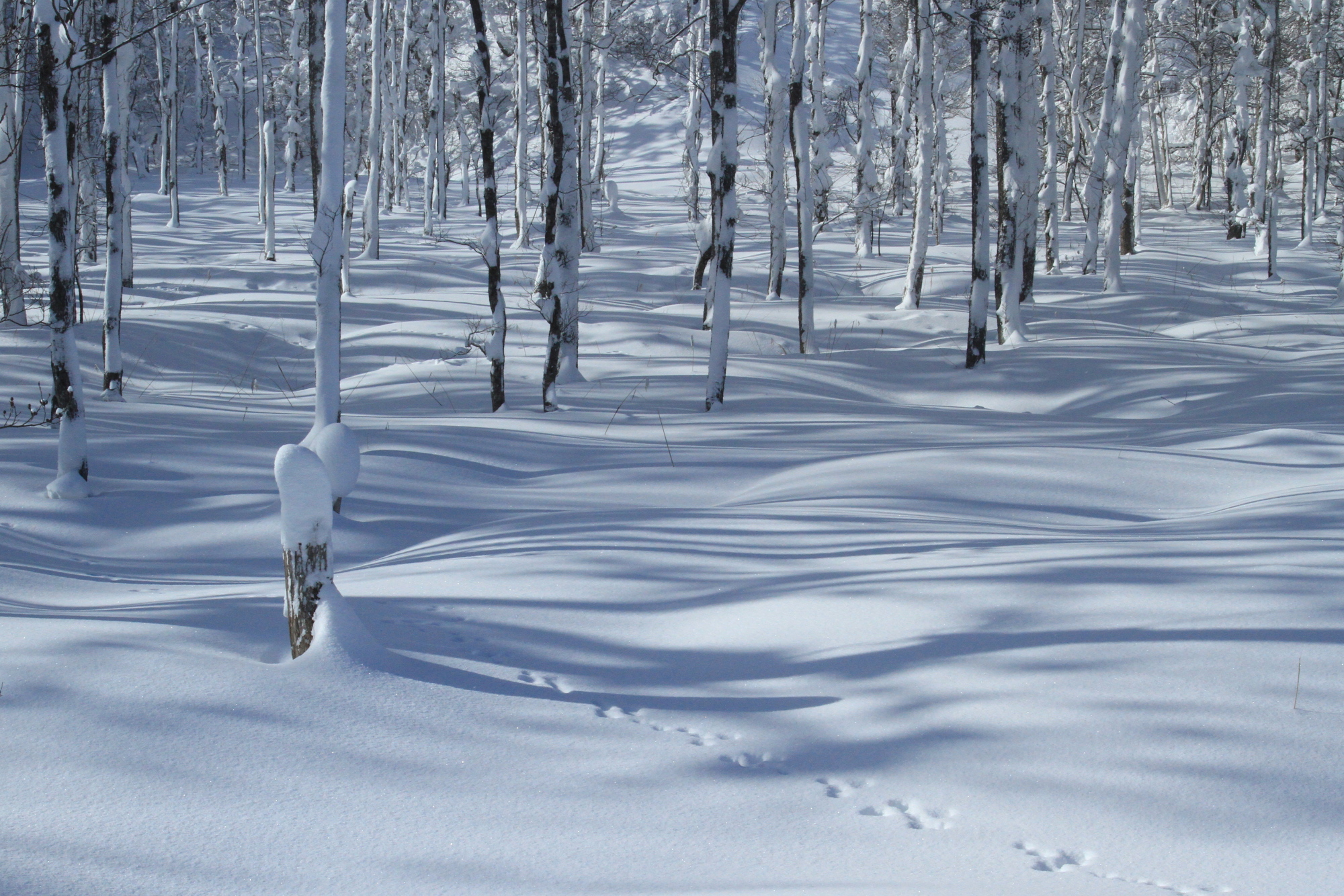 吹雪後の湿地林