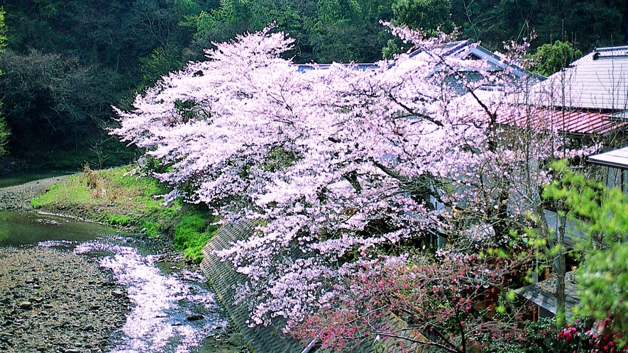 【景観】小鮎川のせせらぎと四季折々の風景が、心に癒しと安らぎを与えてくれます