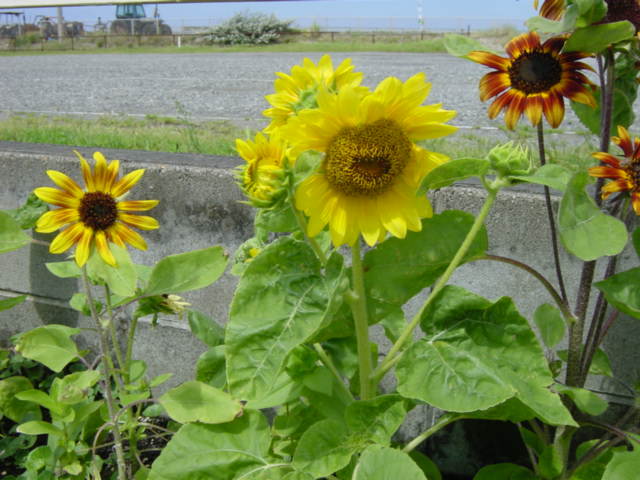 Sunflower 2