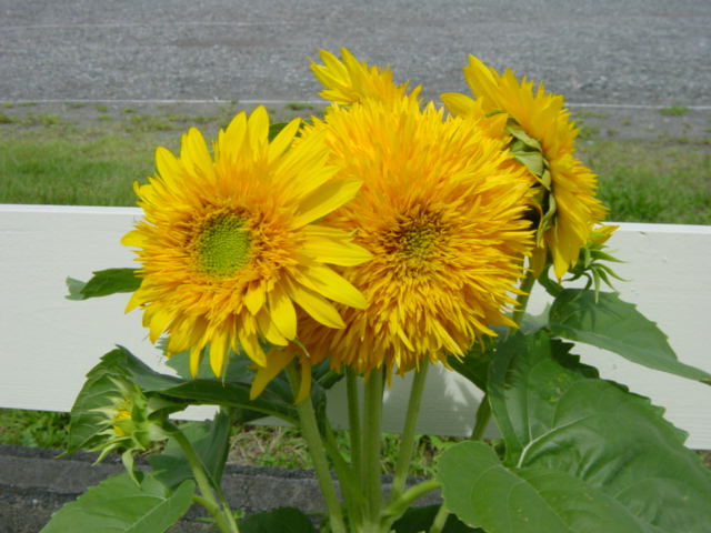 sunflower