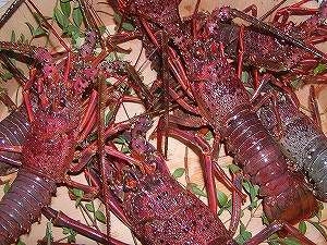 【犬・ペットと泊まれる宿】静岡名物×朝食まきのはら茶漬け 海鮮満喫プラン