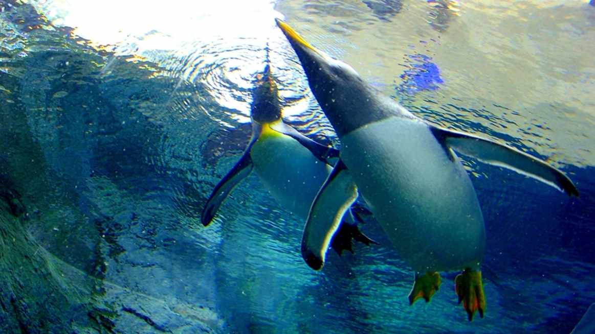 【飲み放題が無料】行動展示が人気！旭山動物園チケット付プラン（012）