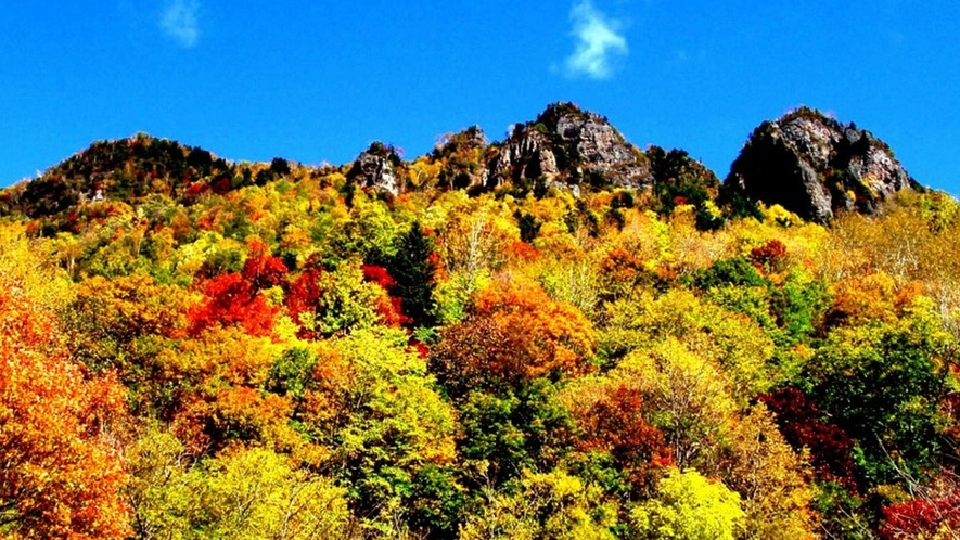 黒岳は日本で最も早く紅葉が始まり、色鮮やかに染まります