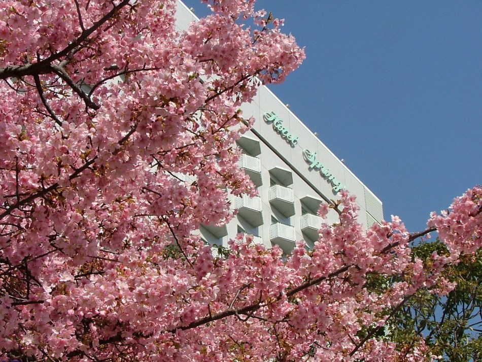 โรงแรมโฟร์ซีซั่น [ดอกซากุระ Kawazu]